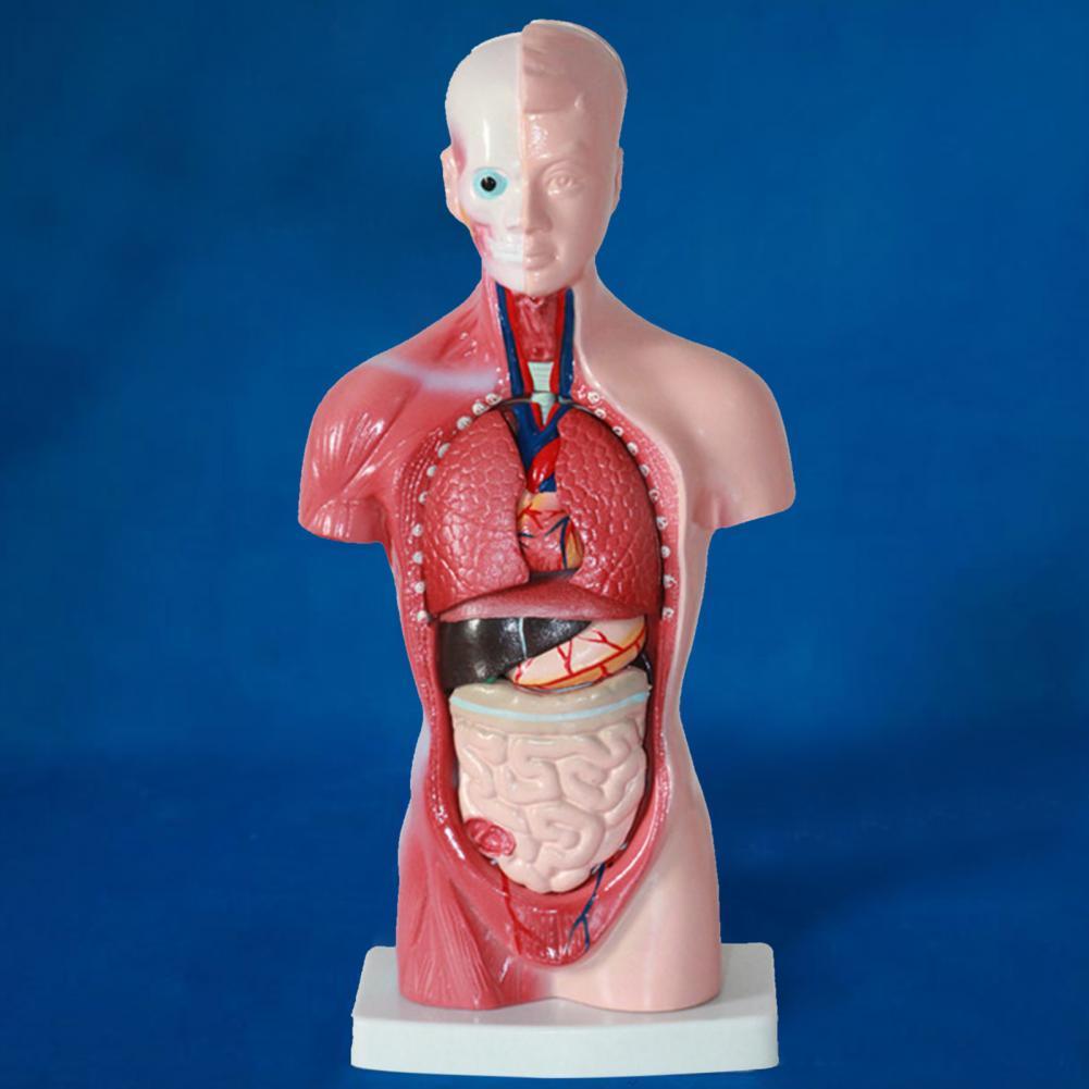 15 개/대 생생한 PVC 작은 크기 해부학 인간의 몸통 바디 모델 그림 인간의 장기 실험 그림